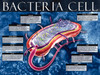 03-PS05-3 Bacteria Cell
