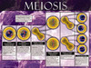 03-PS05-7 Meiosis