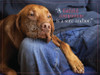 Faithful Companion