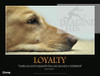 Loyalty dog lab Paulo Coelho