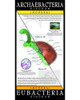 Archaebacteria/Eubacteria Kingdom poster/banner
