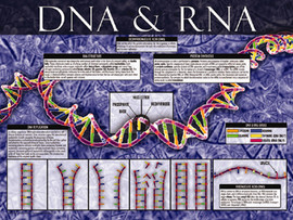 03-PS05-4 DNA & RNA