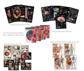 4 Human Anatomy/Biology Poster Sets  with (4) Different Anatomy Models