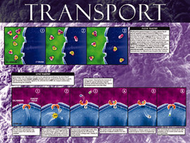 03-PS05-10 Transport