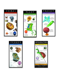 Kingdoms of Life (Series of 5)