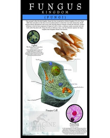 Fungi kingdom of Life Poster, science biology