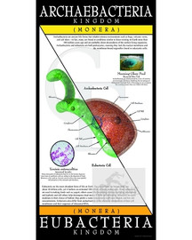Archaebacteria/Eubacteria Kingdom poster/banner