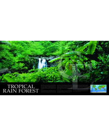 08-CE9369-6 Rain Forest