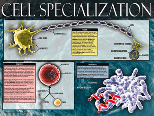 03-PS05-5 Cell Specialization