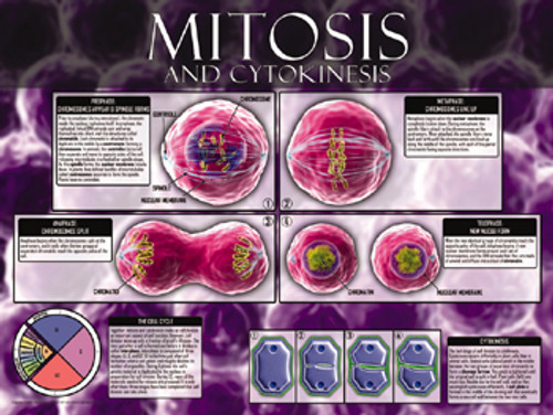 03-PS05-6 Mitosis
