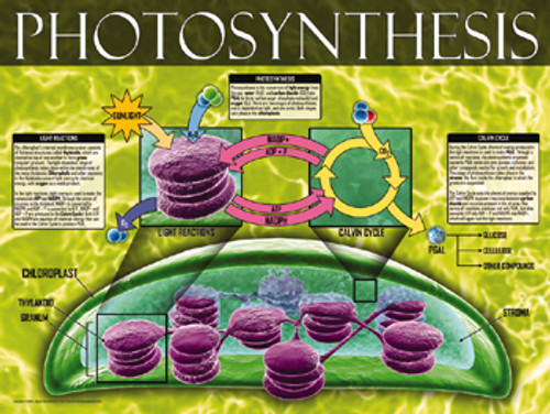 03-PS05-8 Photosynthesis
