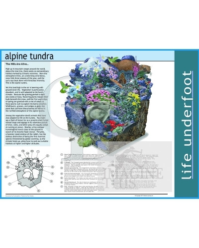 08-CE32816-1 Alpine Tundra