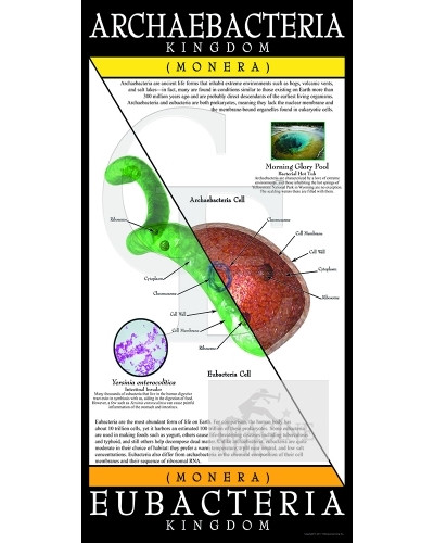 Archaebacteria/Eubacteria Kingdom