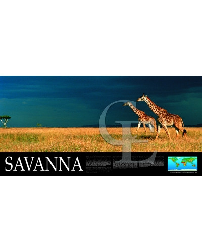 08-CE9369-7 Savannah