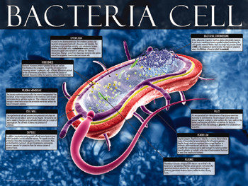 家電 bacteria  O3 03-PS05-3 Bacteria Cell