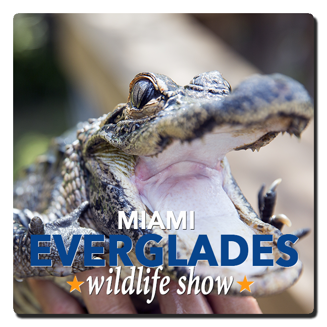 Everglades Tours Everglades Airboat Tours