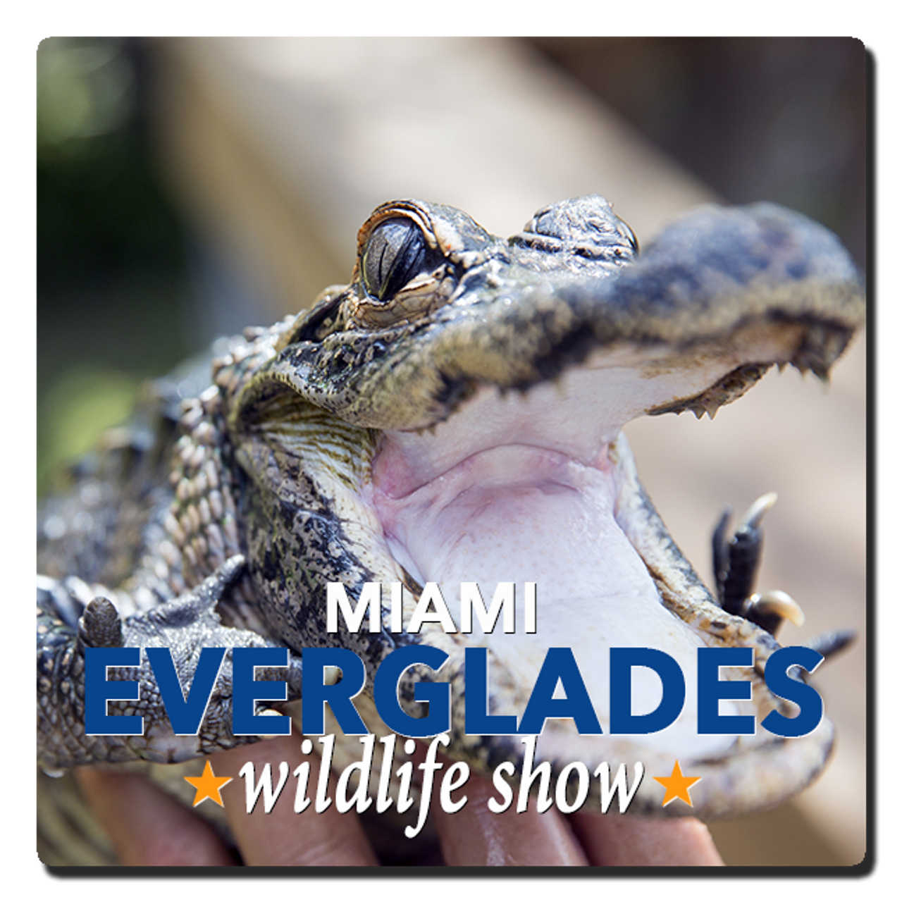 Everglades Airboat Tours