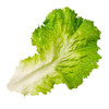 Lettuce Leaf