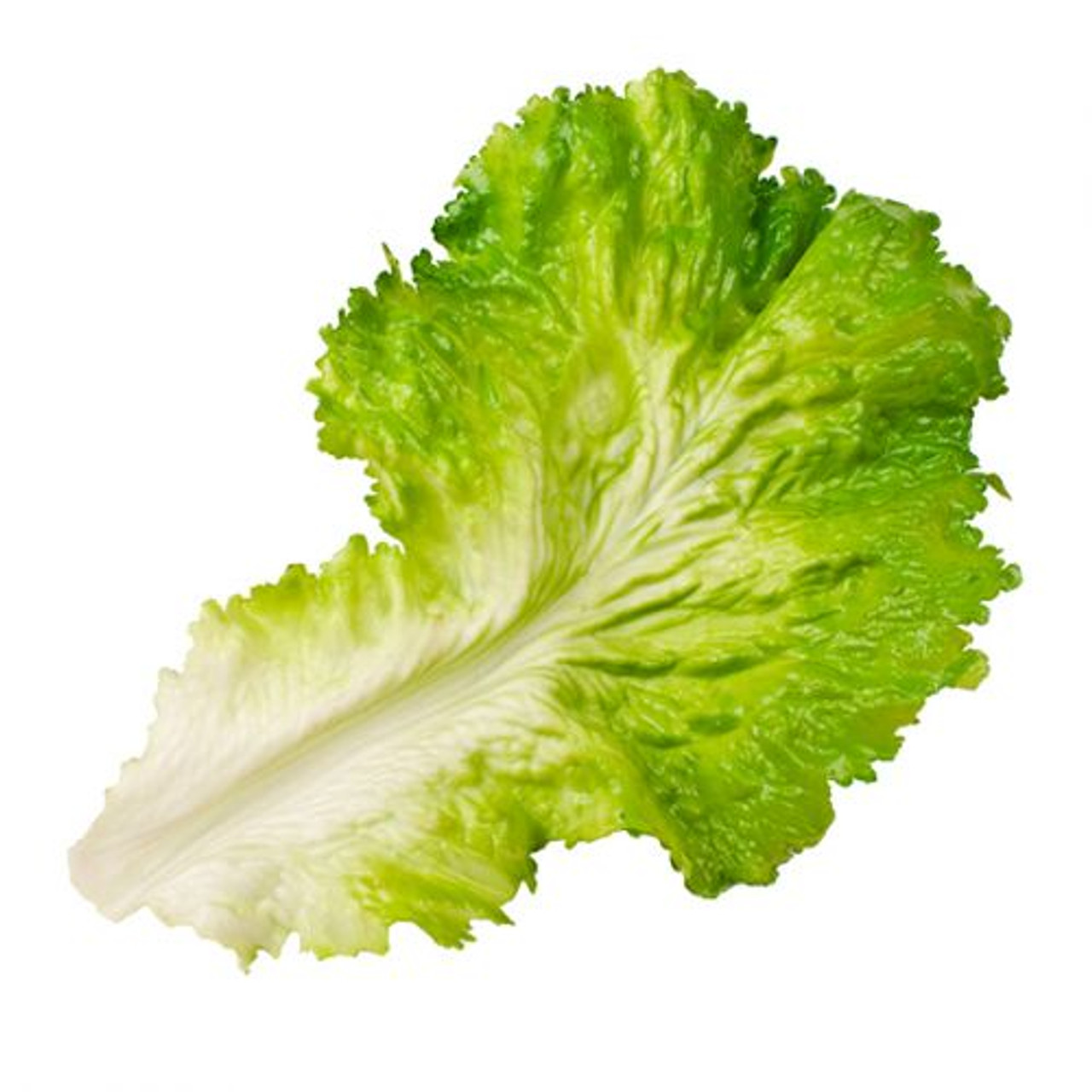 Lettuce Leaf