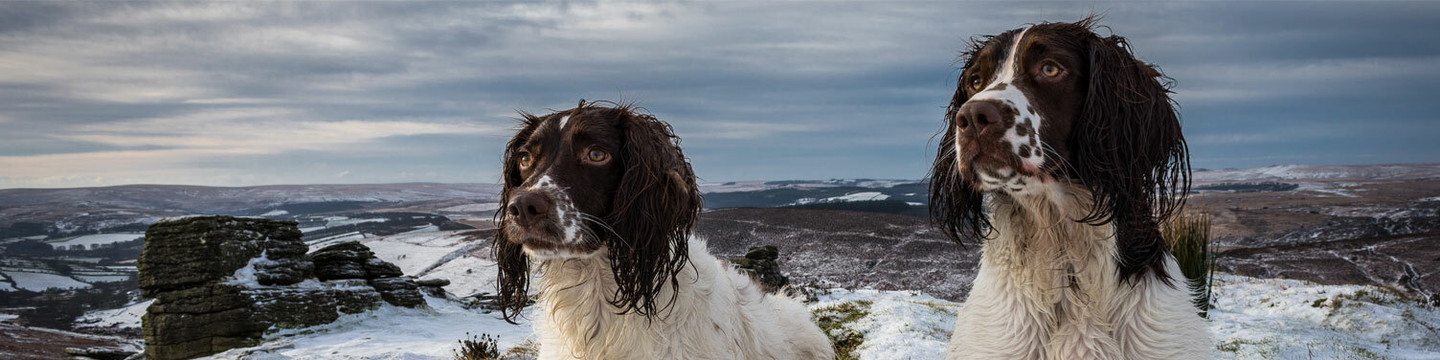 Springer Spaniel Gifts