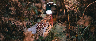 Game Shooting Seasons in the UK