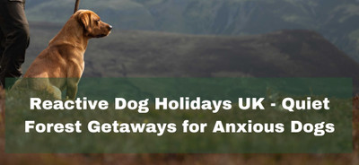 Reactive Dog Holidays UK - Quiet Forest Getaways for Anxious Dogs