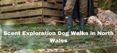 Scent Exploration Dog Walks in North Wales