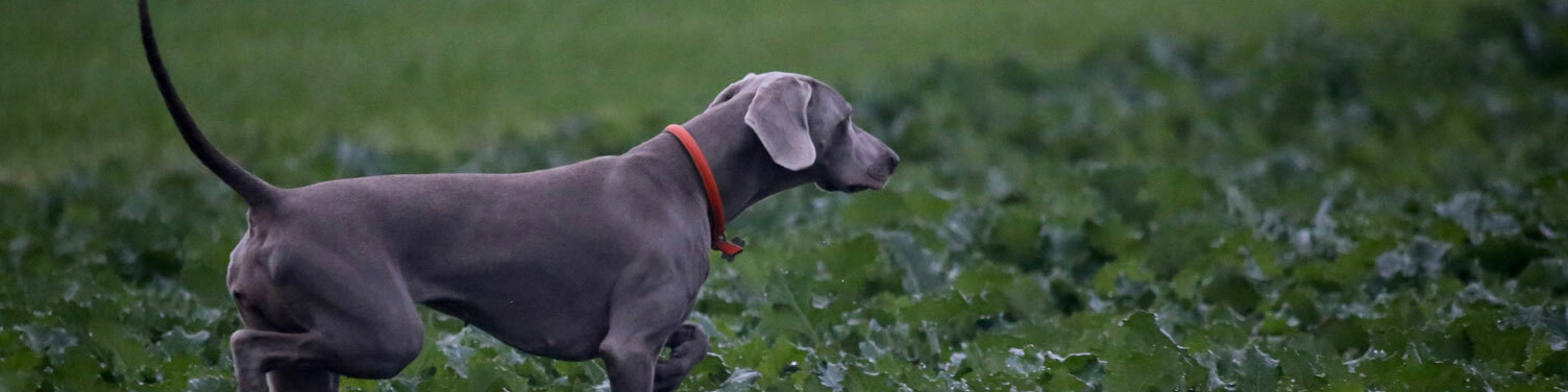 English Pointer Gifts