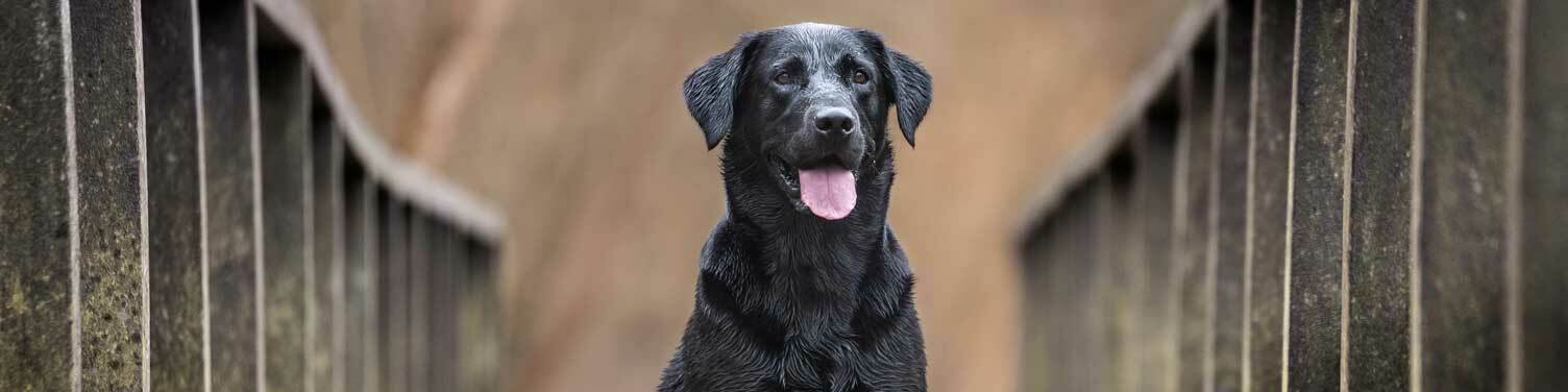 Labrador Gifts