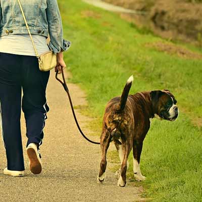 looking after dog walking boots