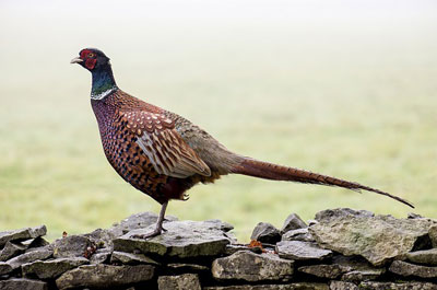 Cock Pheasant