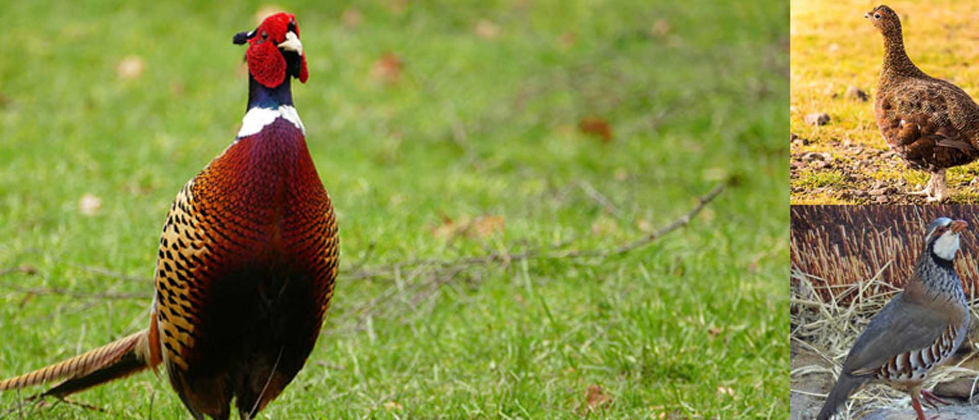 Game Shooting in the UK - Pheasants, Partridge & Grouse