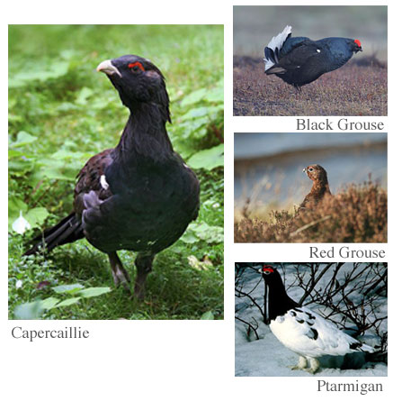 Grouse