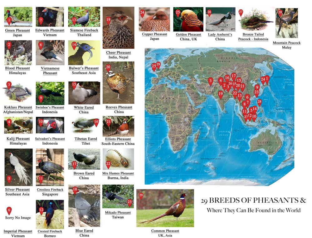 World Map of Pheasants