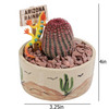 Desert Rainbow Cactus