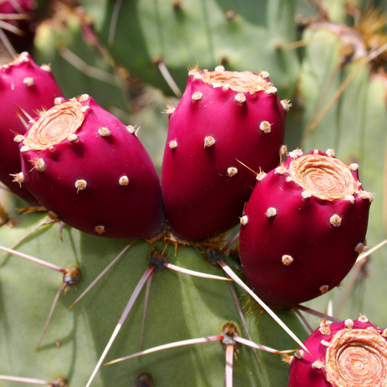 Prickly Pear Syrup 8oz