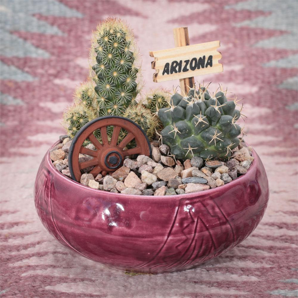 Southwest Cactus Garden - 4 inch - Arizona Gifts