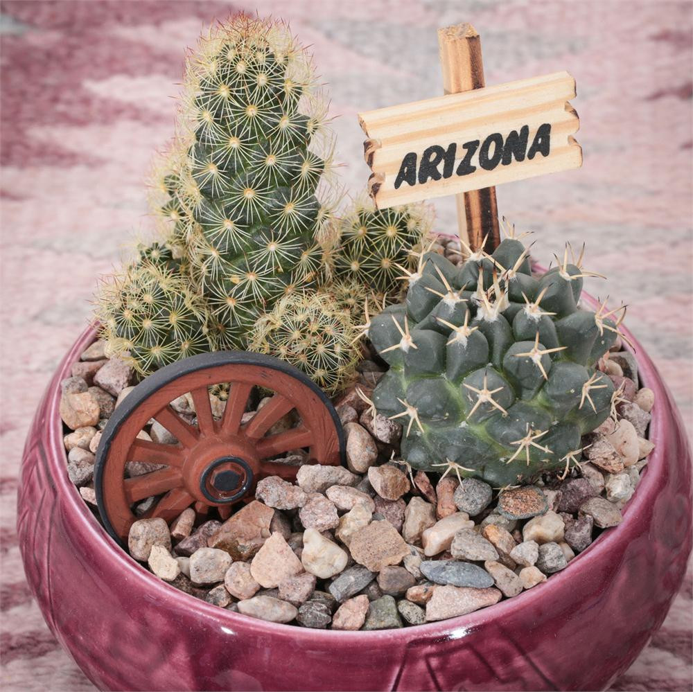 Southwest Cactus Garden - 4 inch - Arizona Gifts