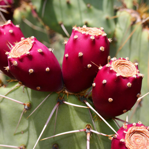 prickly pear cactus flower