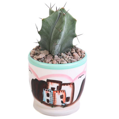 Minimalist Cactus Decoration: a Pot Plant Inside a Gift Box for Modern Home  or Home Office Desk. Generative AI Stock Illustration - Illustration of  gift, online: 276287149