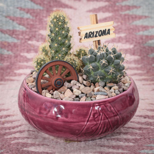 Southwest Cactus Garden - 4 inch