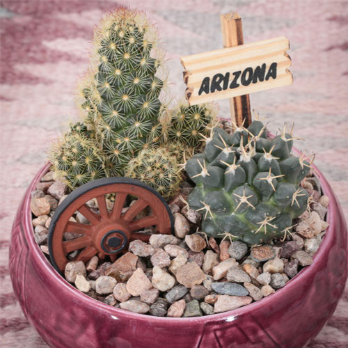 Southwest Cactus Garden - 5 inch - Arizona Gifts