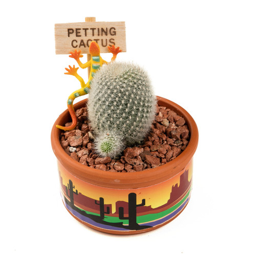 Cactus Gardens Live Cactus Plants, Cactus Kits, Petting Cactus