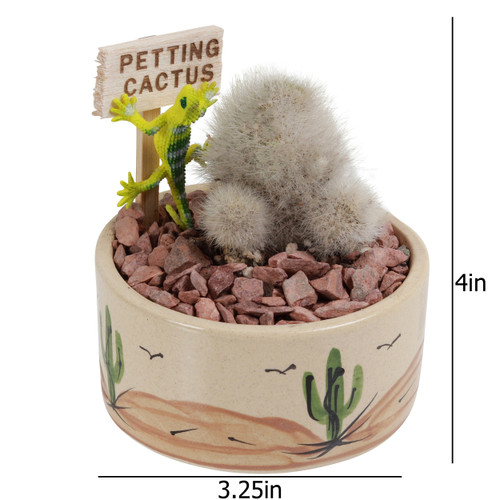 Cactus Gardens Live Cactus Plants, Cactus Kits, Petting Cactus