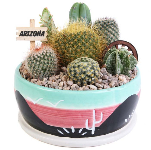 Cactus Garden - 6 inch - Arizona Gifts