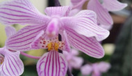 Growing in Your Greenhouse: Orchids