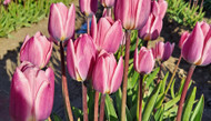 Growing in Your Greenhouse: Flowering Bulbs