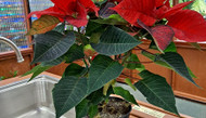 Holiday Houseplants