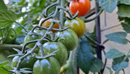 Summer Recipes from Your Garden; Tomatoes