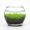Glass Bowl Water Garden
